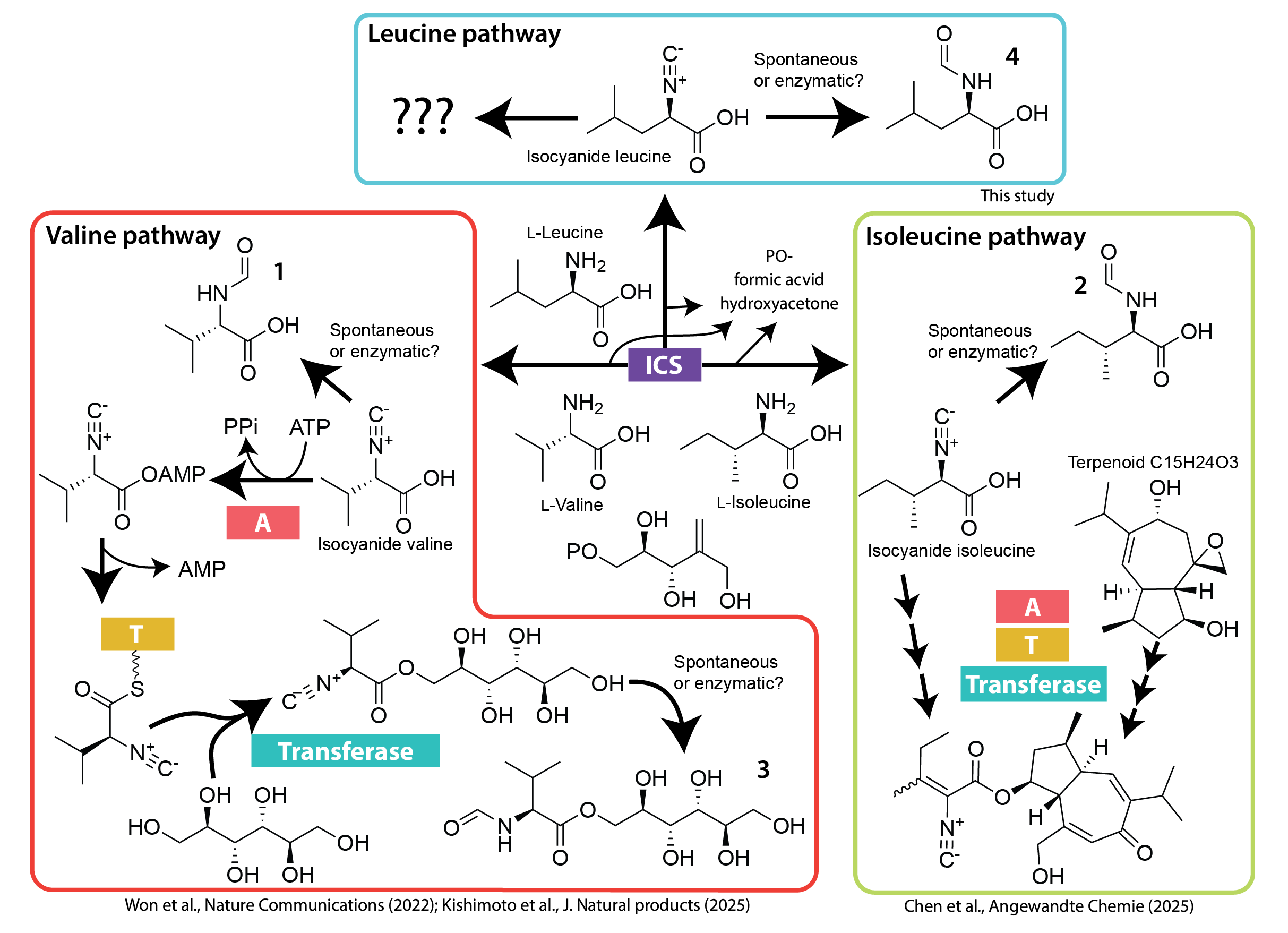Proposed fumicicolin A biosynthetic pathway