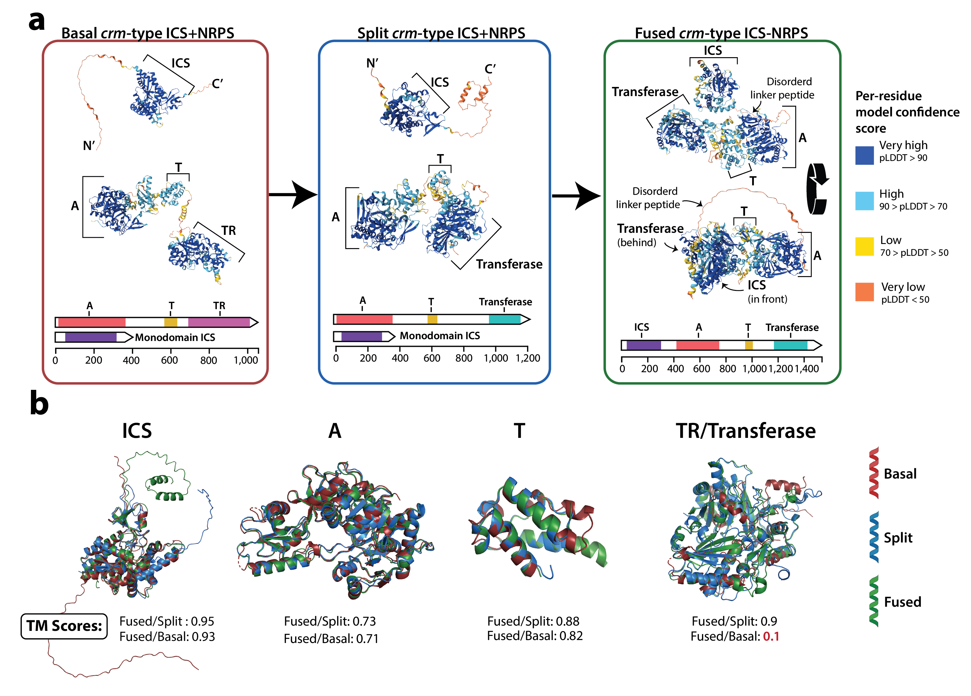 Proposed evolutionary model for CrmA pathway