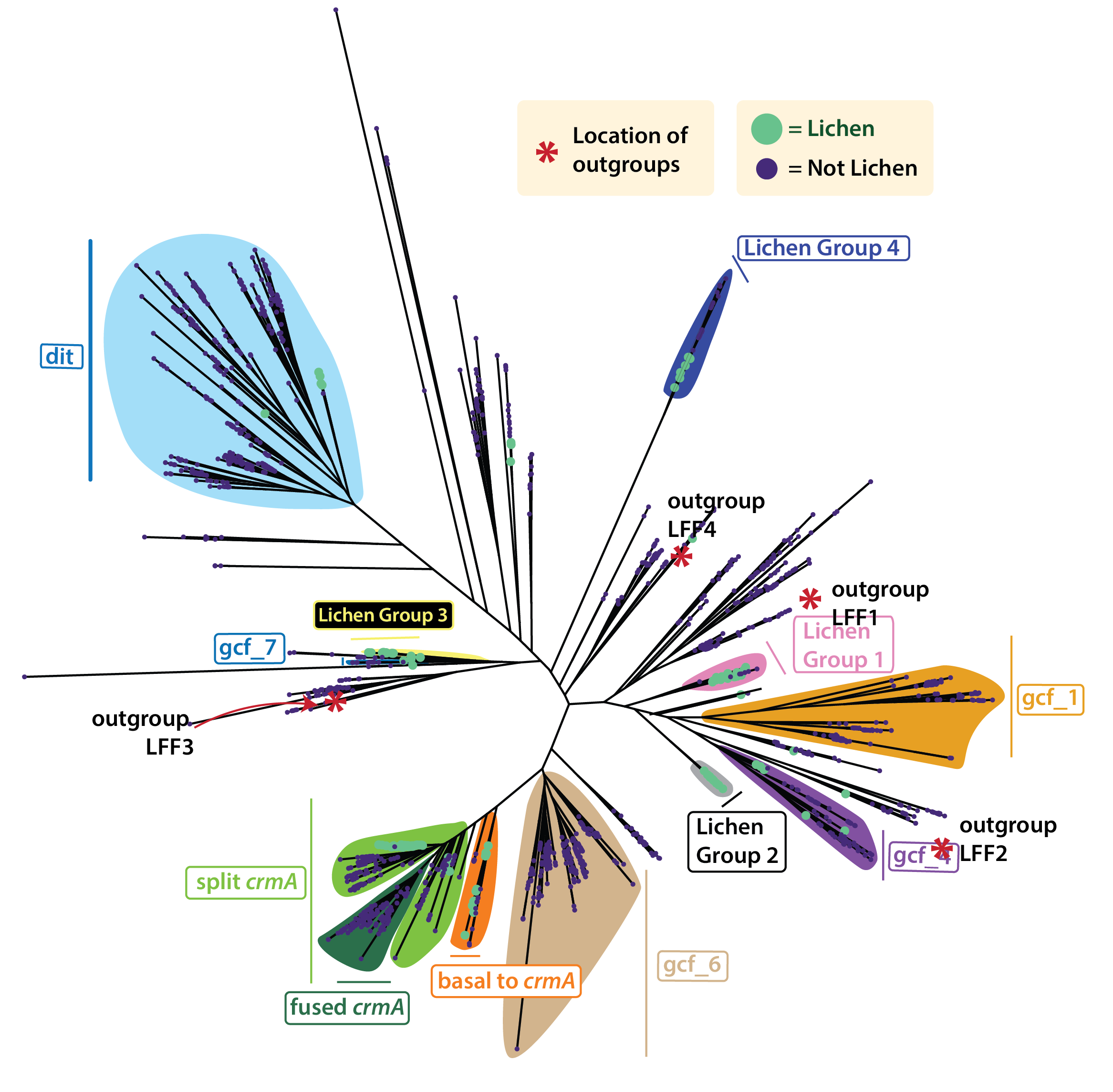 Unrooted phylogeny of fungal isocyanide synthases